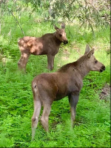 Baby Moose